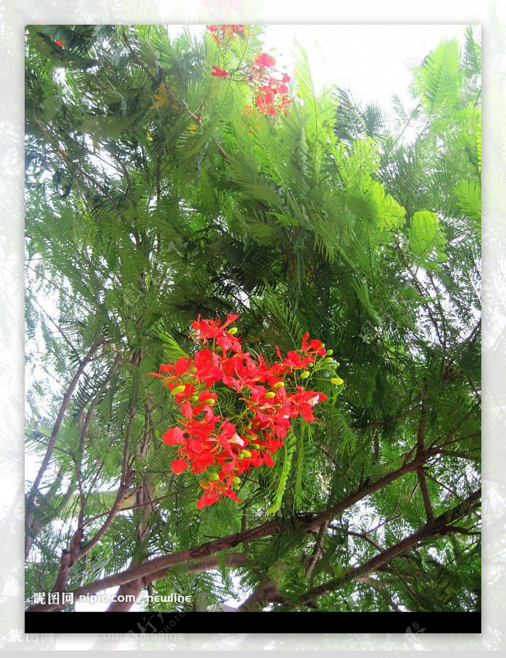 大梅沙花卉图片