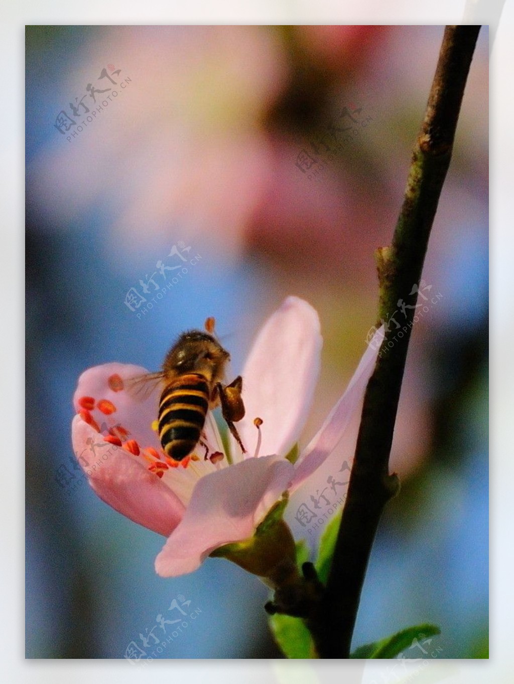 采花蜜蜂图片