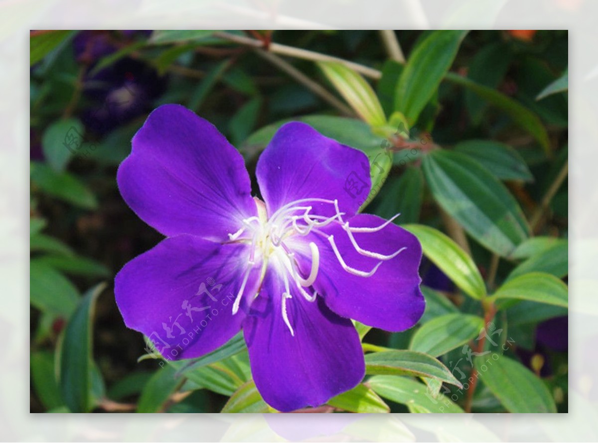紫色的花 免费图片 - Public Domain Pictures