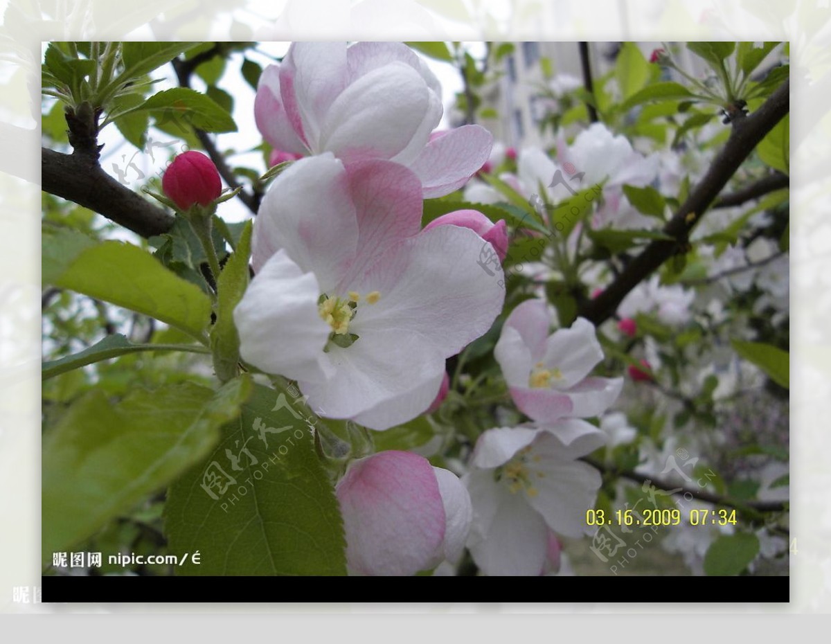三月梨花图片