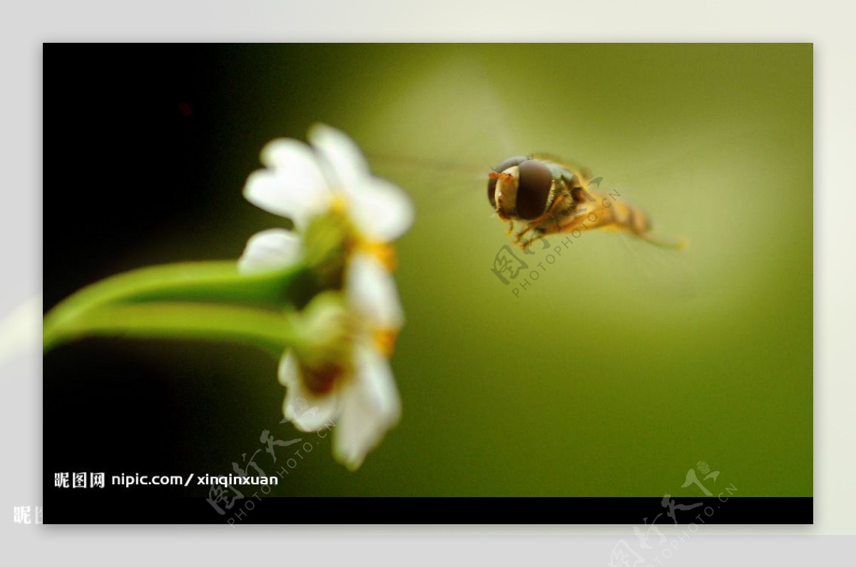 蜜蜂与鲜花图片
