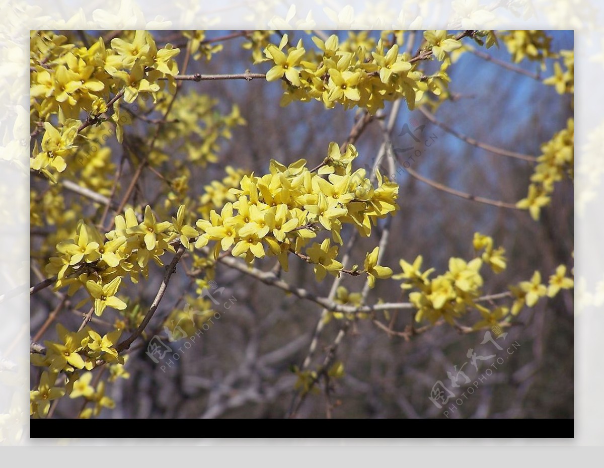 黄色小花图片