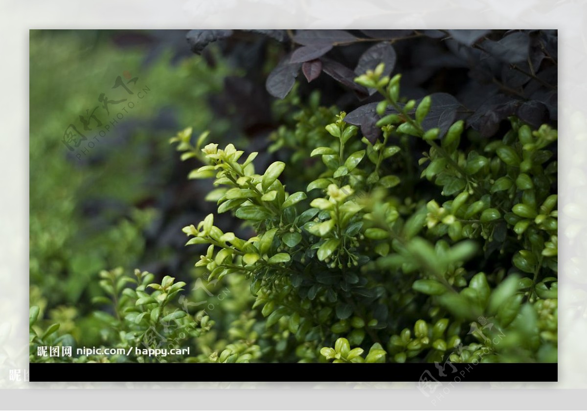 绿化带中的植物图片
