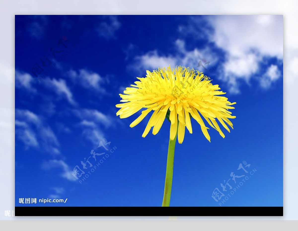 高清花卉摄影1600X1200图片