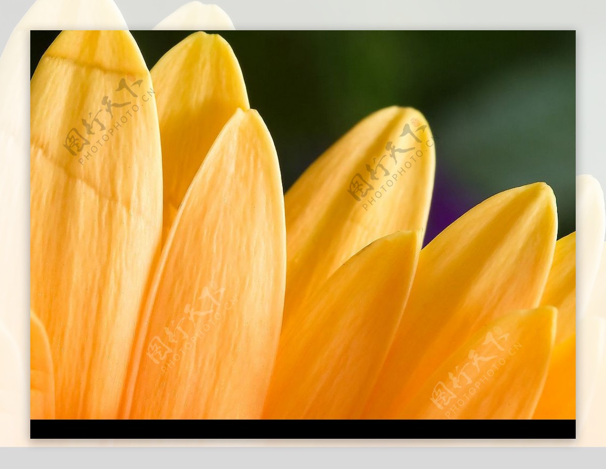 暖心黄色菊花瓣图片