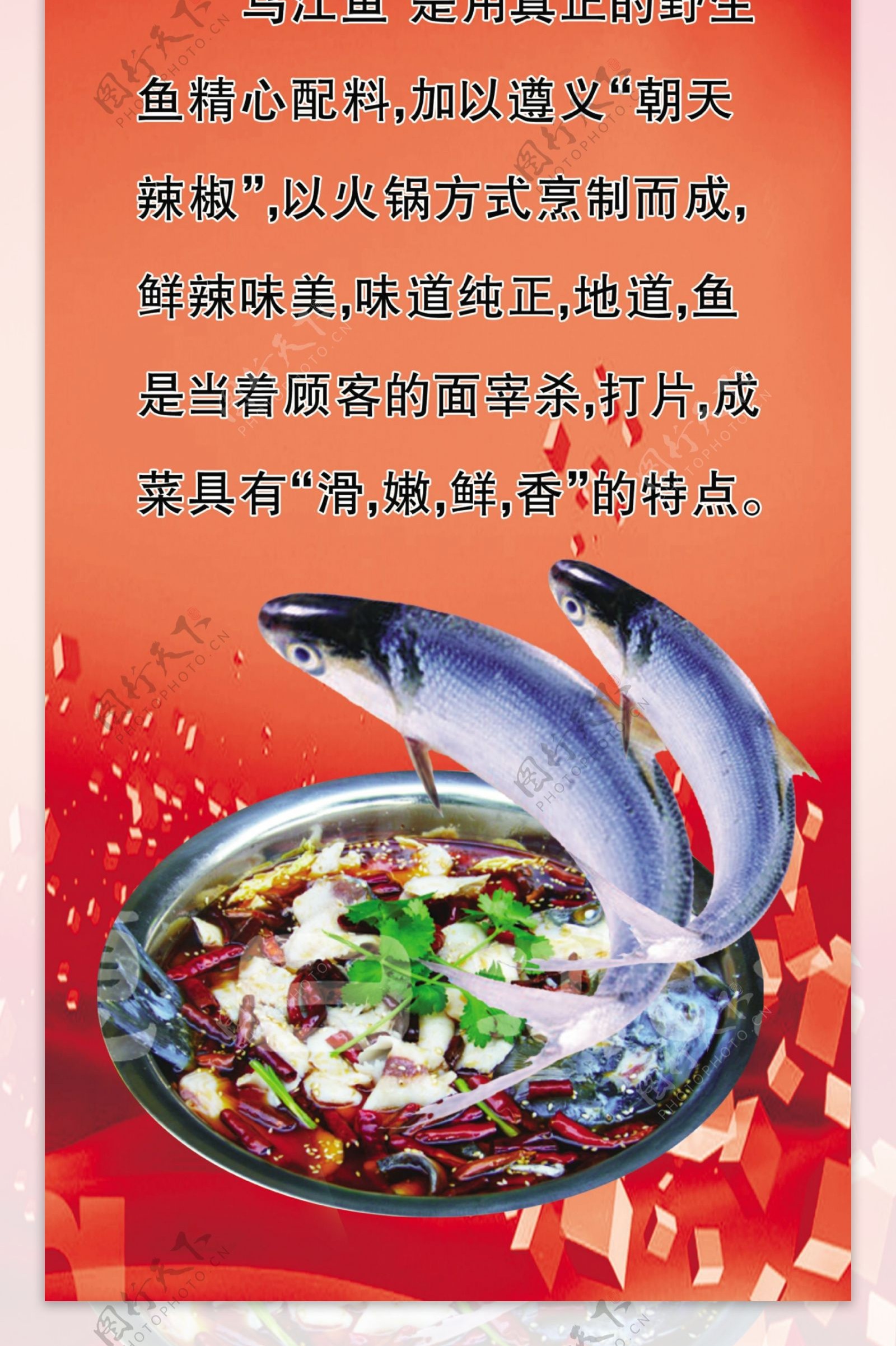 乌江鱼图片