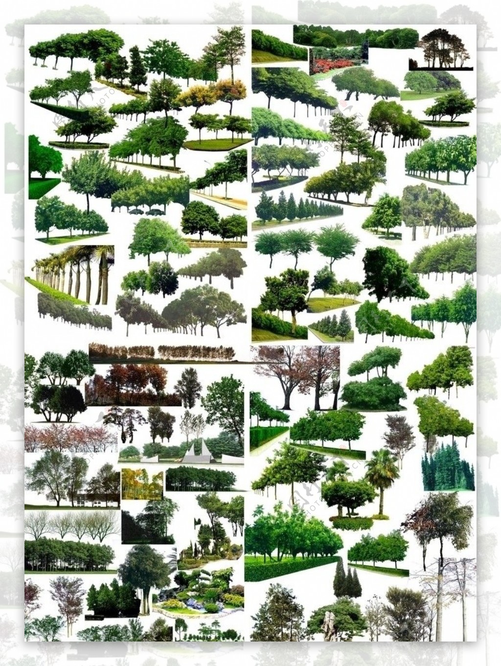 各种类型分层树木图片