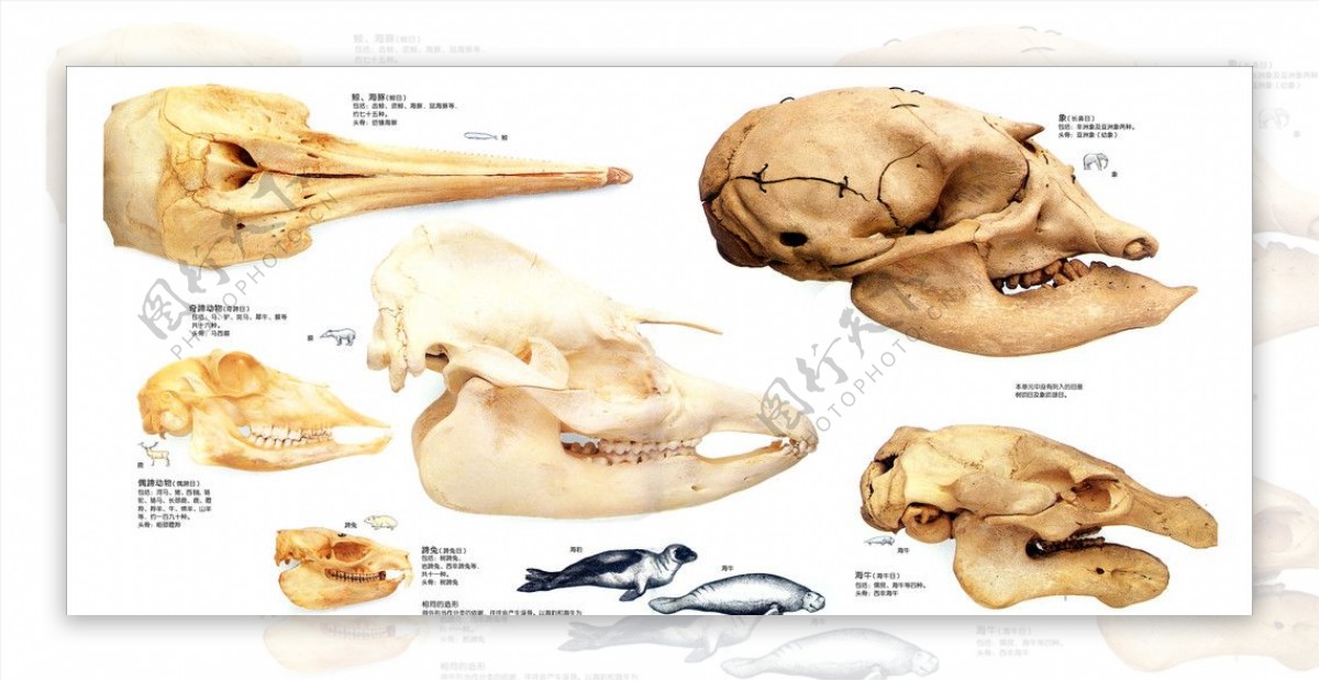 鸟的生存鸟类颅骨图片