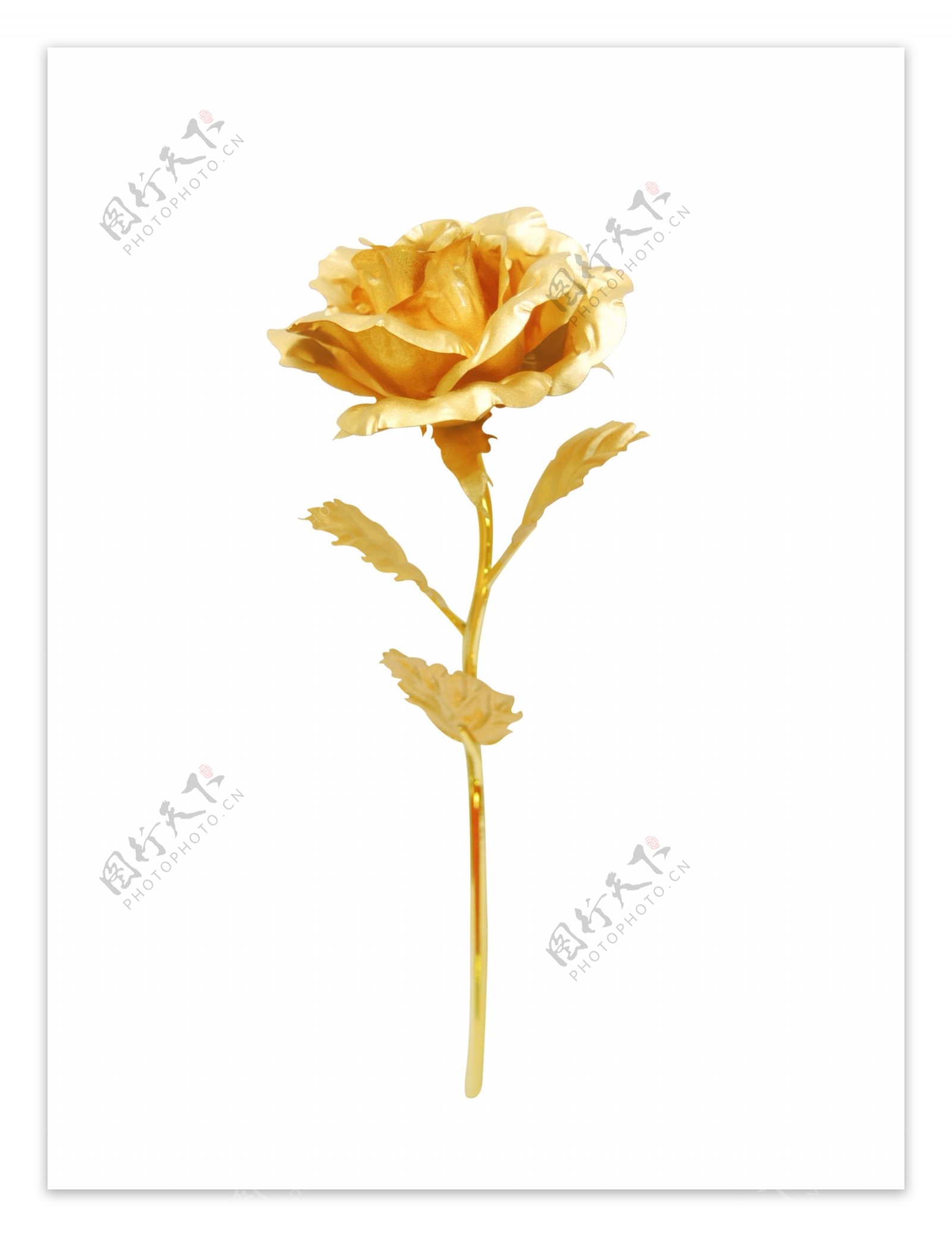 金玫瑰图片