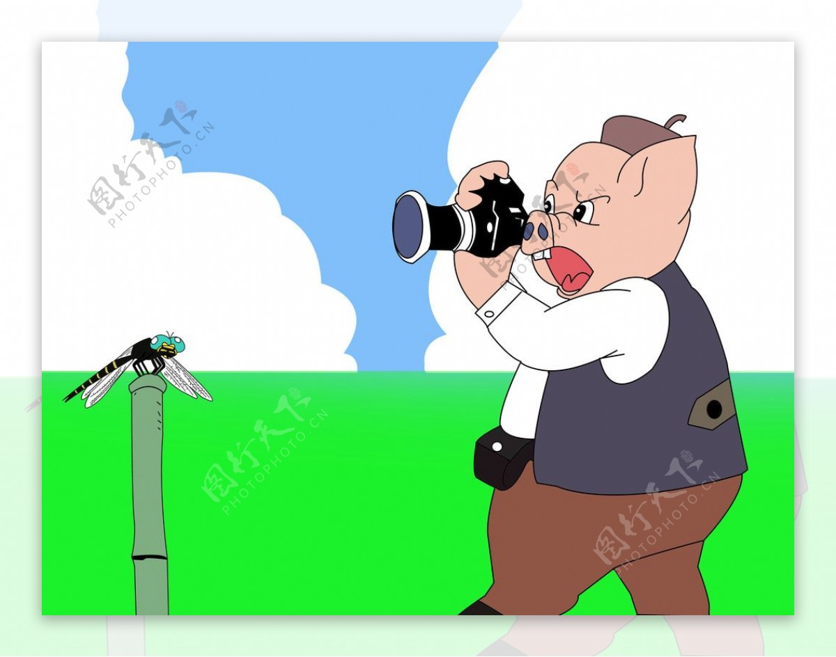 摄影家猪图片