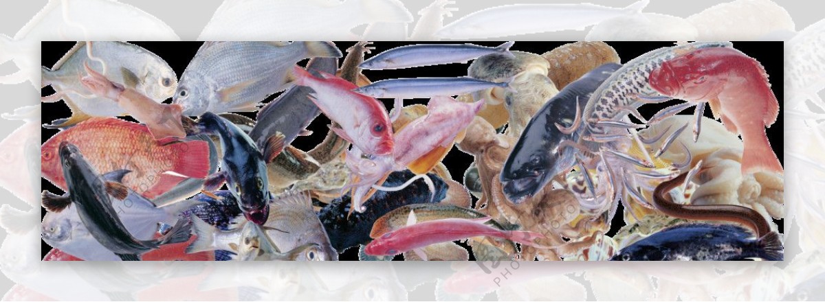 海鲜各种鱼类螃蟹虾鱼图片
