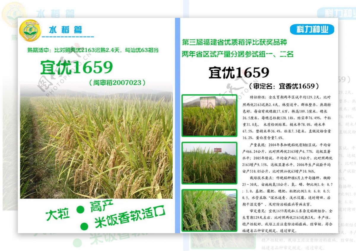 水稻种子宣传页图片