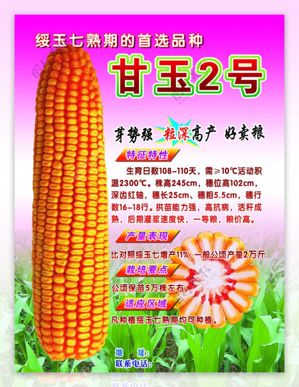 玉米宣传图片