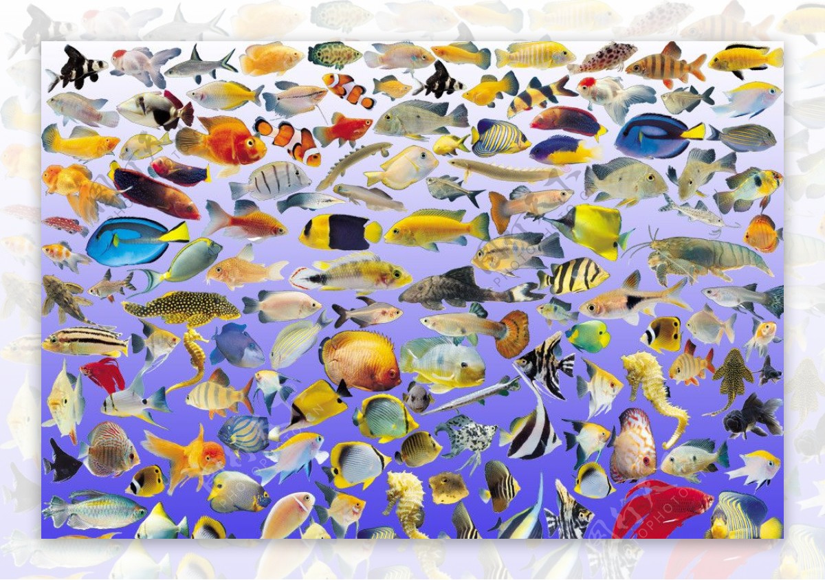海洋生物-热带海底鱼类（2560x1600）壁纸 - 桌面壁纸【壁纸大卡--壁纸桌面的世界】www.deskcar.com 专业桌面壁纸下载站 ...
