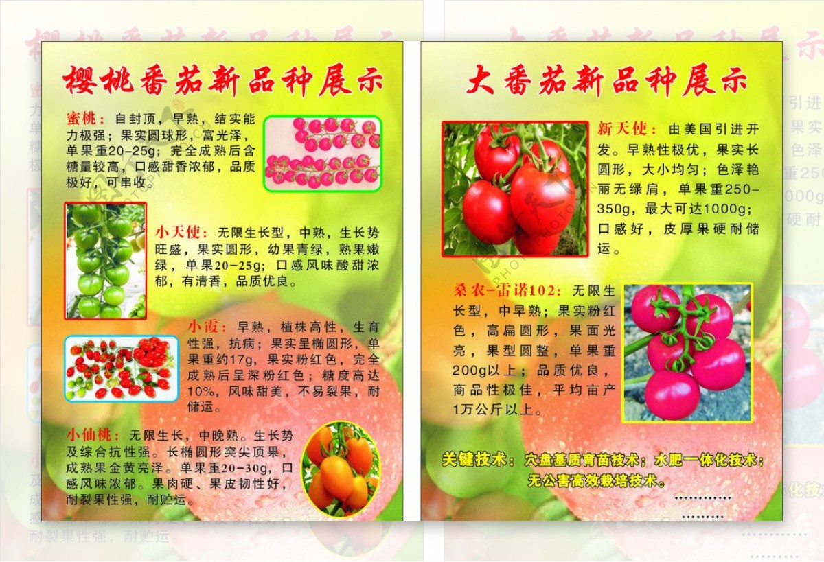 番茄彩页图片