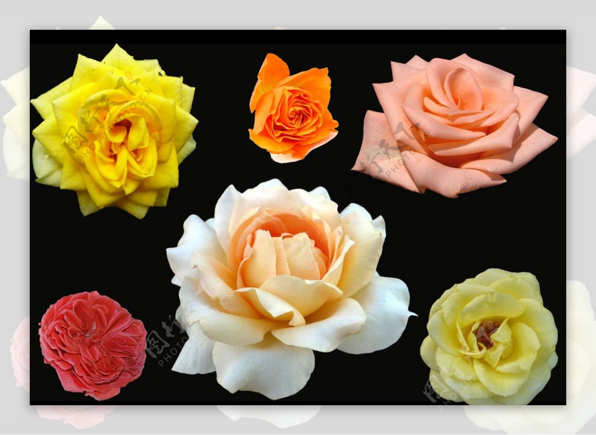 六款清晰花朵分层素材图片