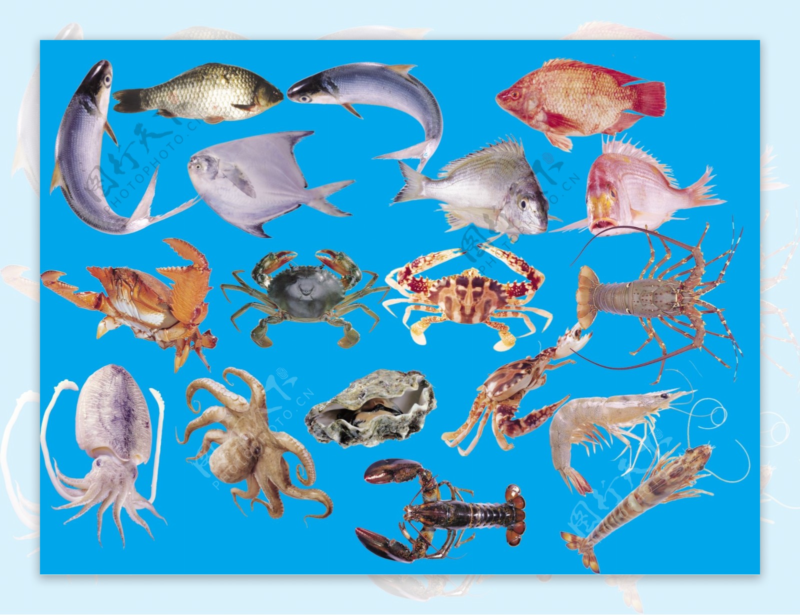 鱼类虾类螃蟹乌贼都是抠好的图片