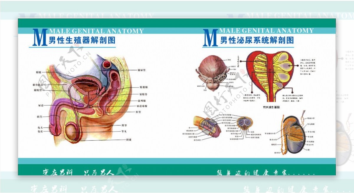 男性生殖器解剖图图片素材-编号18463983-图行天下