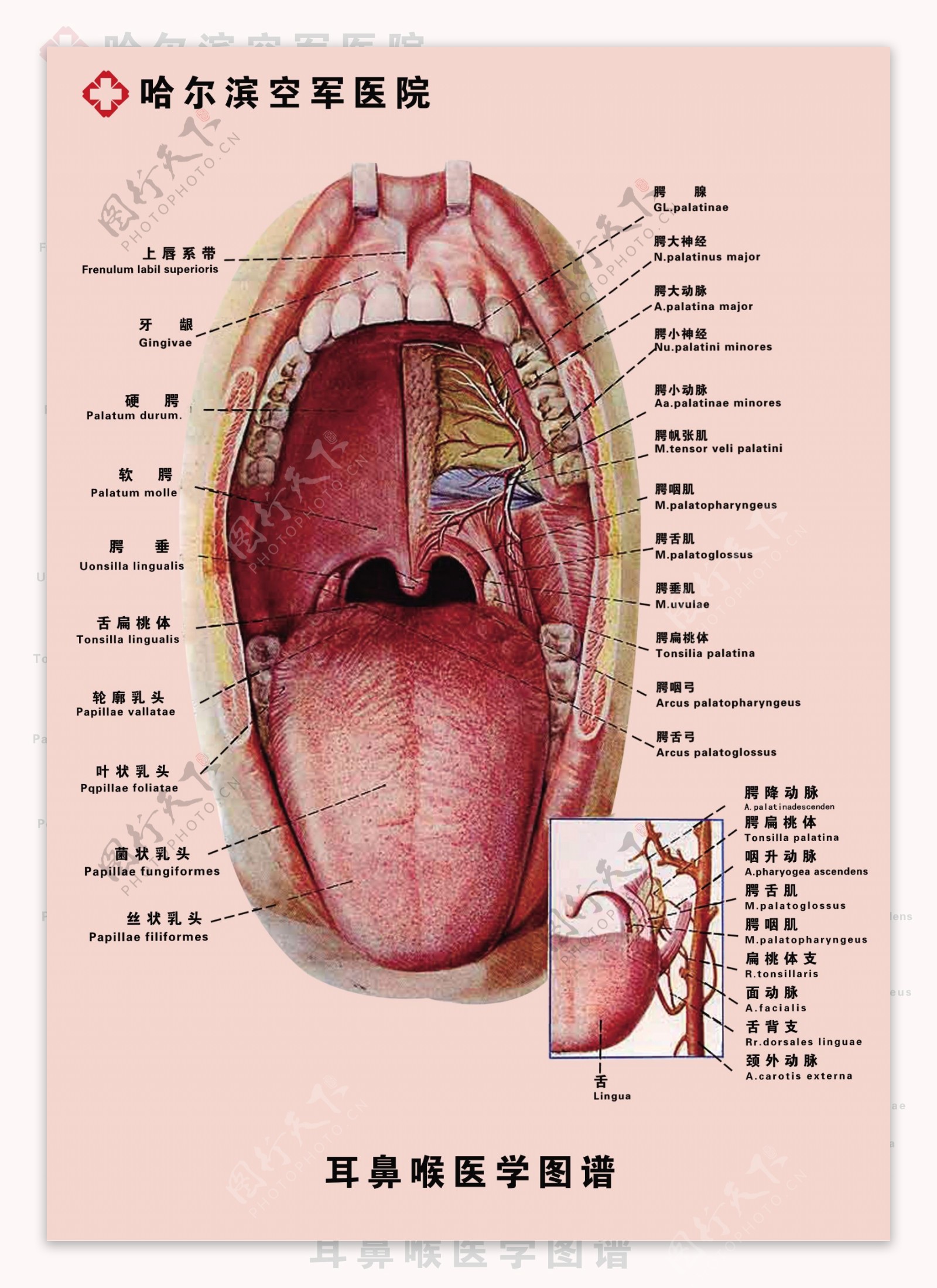喉咽耳鼻喉扁桃体口腔图谱医院广告模板图片