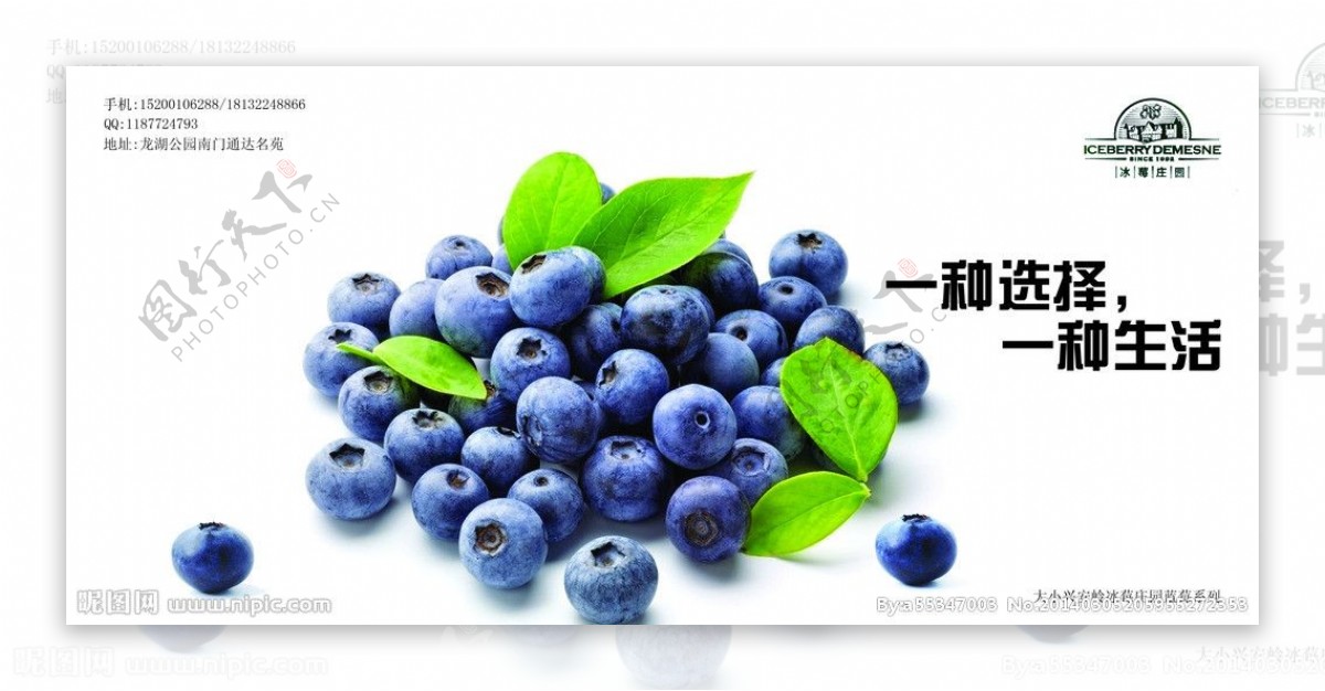 蓝莓庄园图片