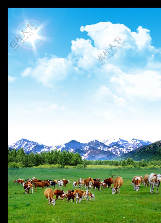 牛群海报图片