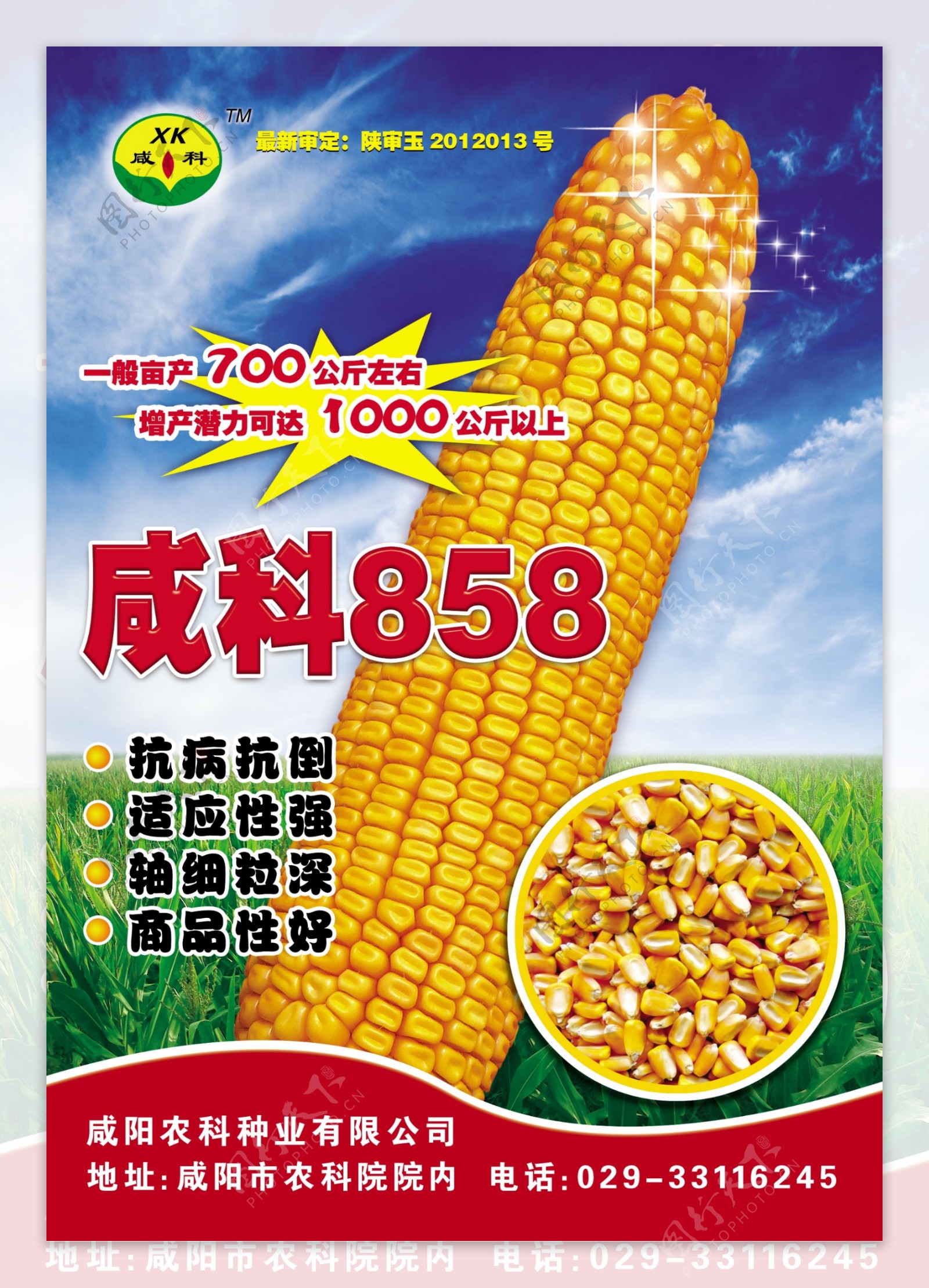 玉米种子宣传海报图片