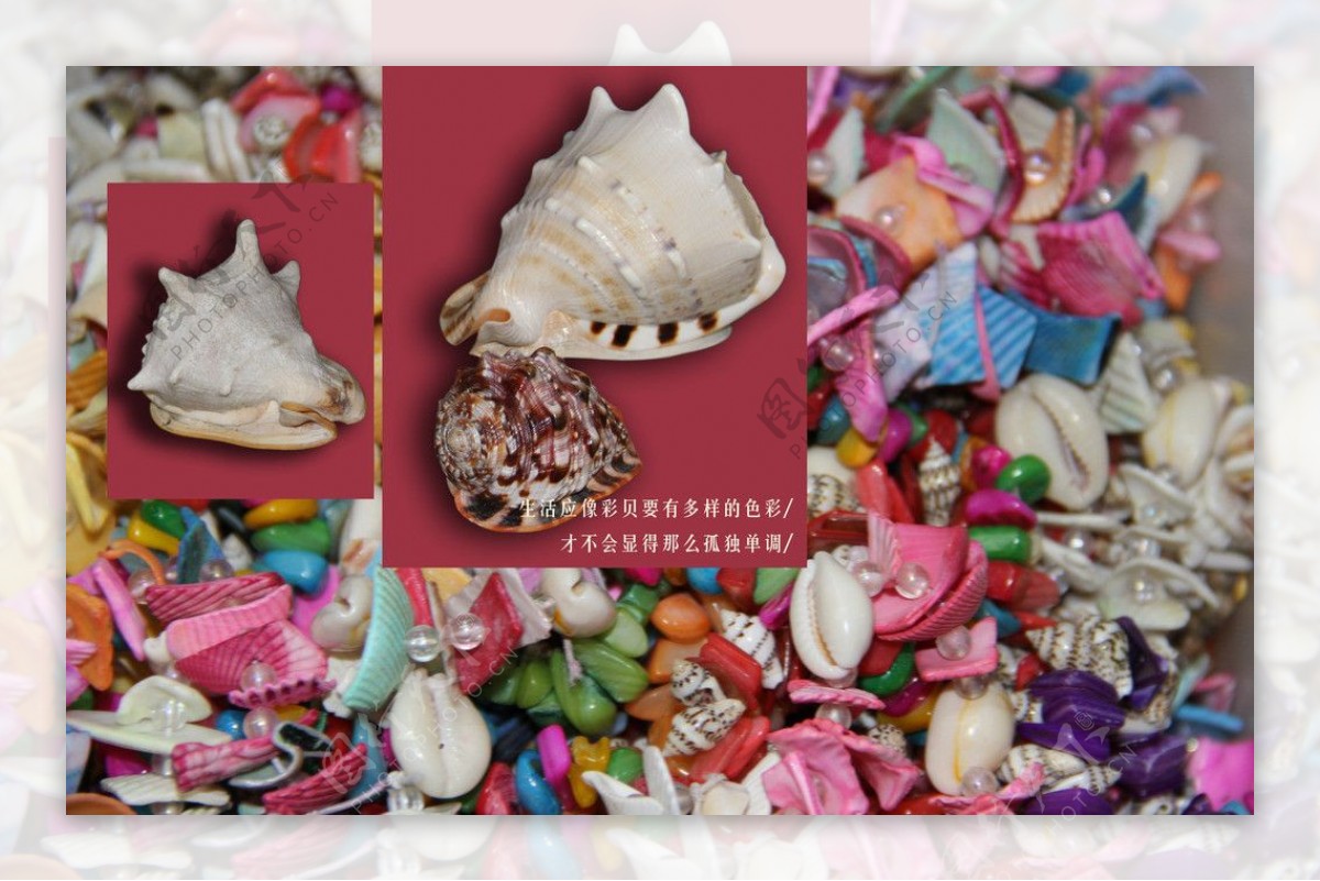 彩色海螺贝壳图片