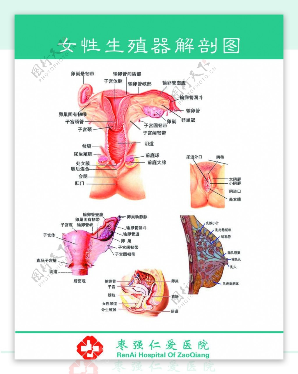 女性生殖器解剖图谱图片