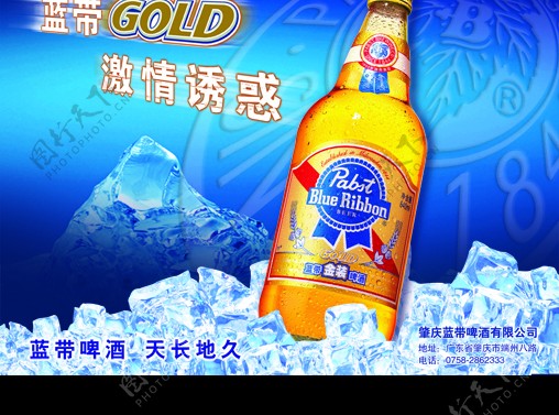 蓝带啤酒冰埋金装横式图片
