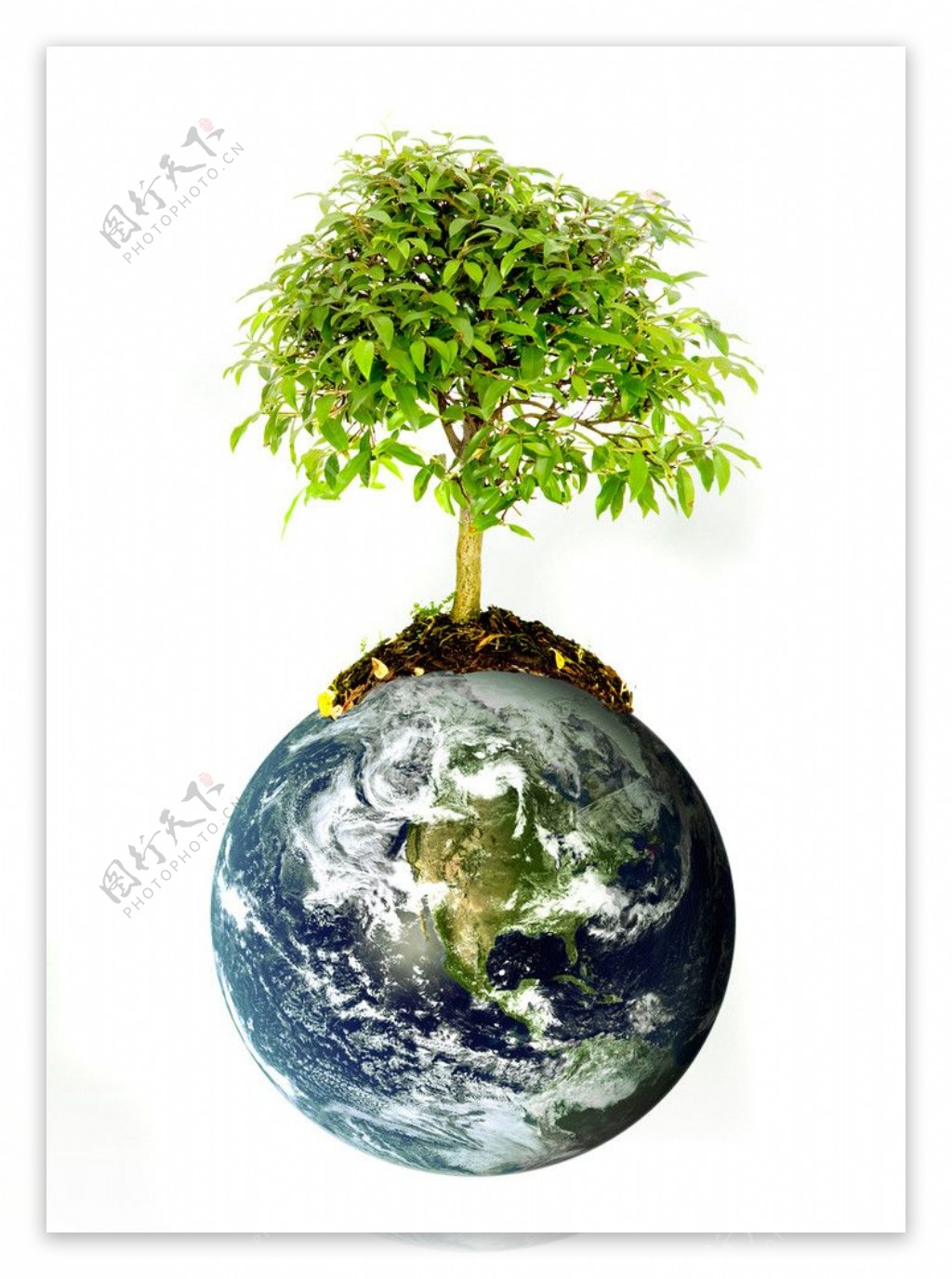 地球树苗图片
