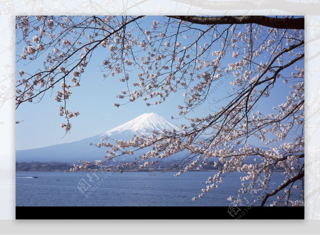 樱花与富士山0005