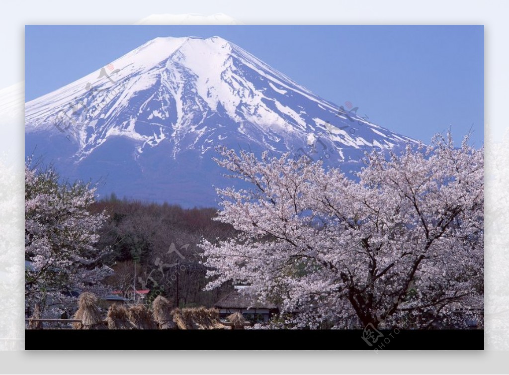樱花与富士山0008