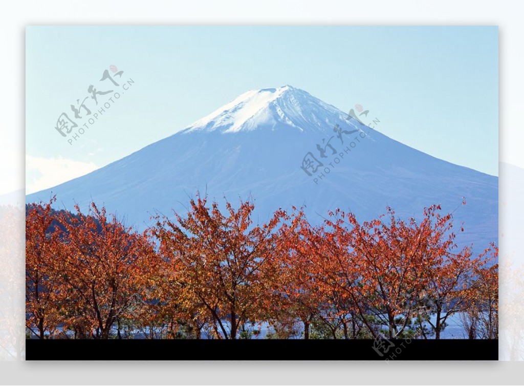 樱花与富士山0130