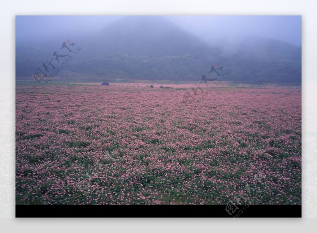 山景田野0135