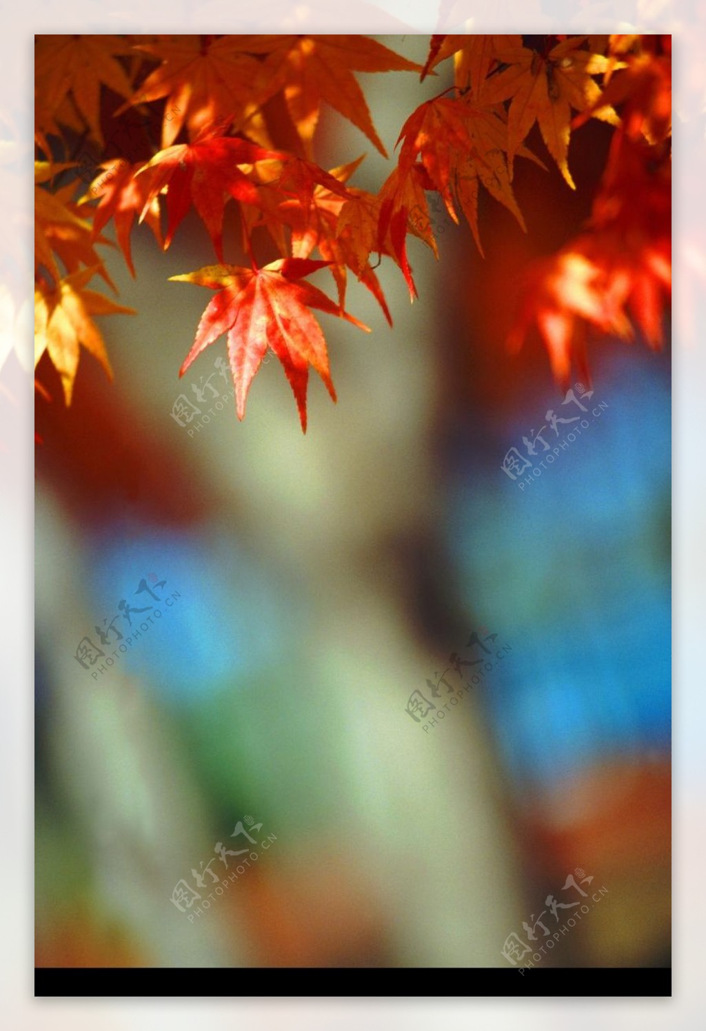 秋季风景0011