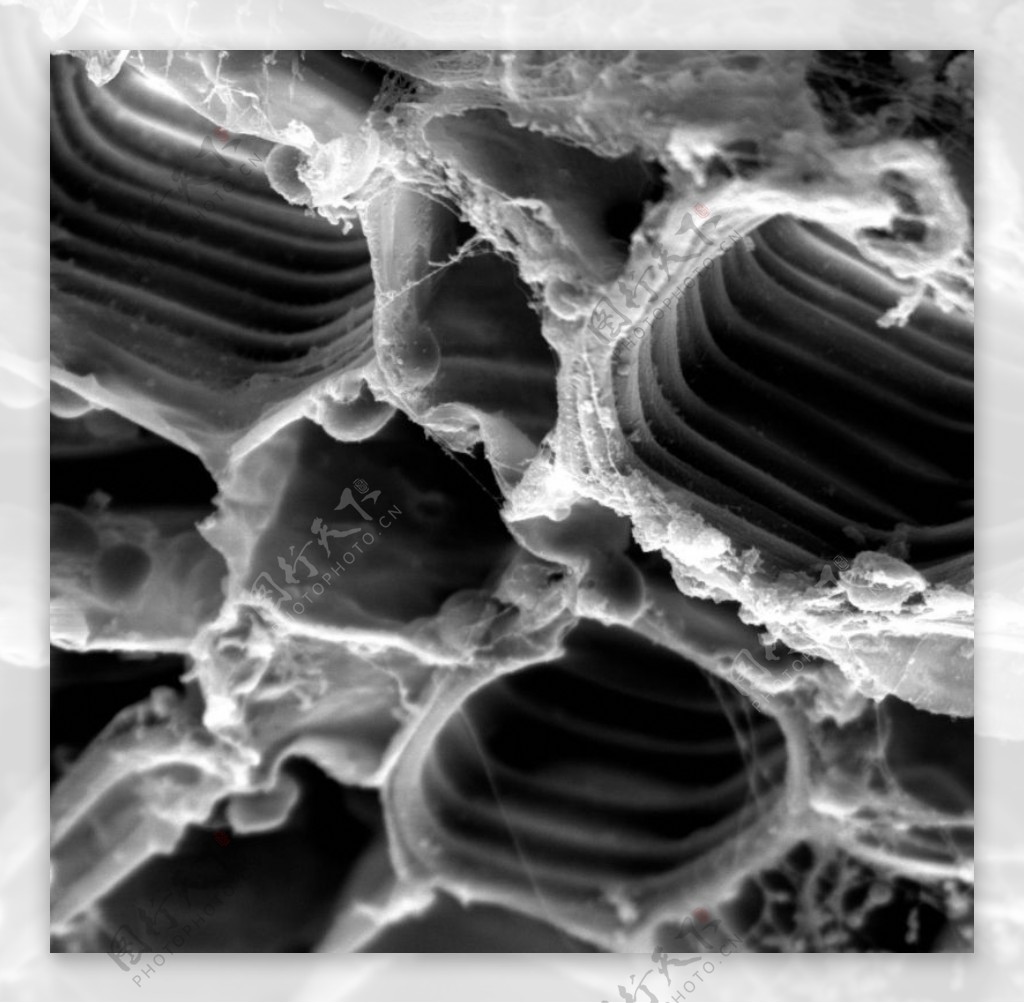 昆虫显微镜图片0049