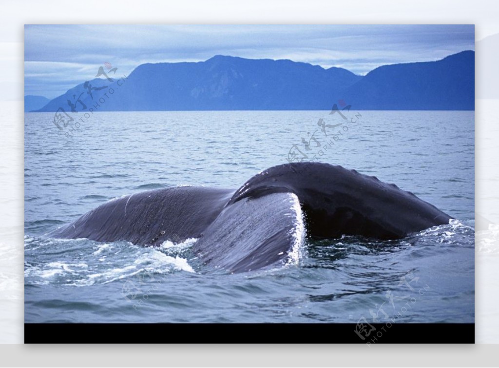 海豚鲸鱼企鹅0173