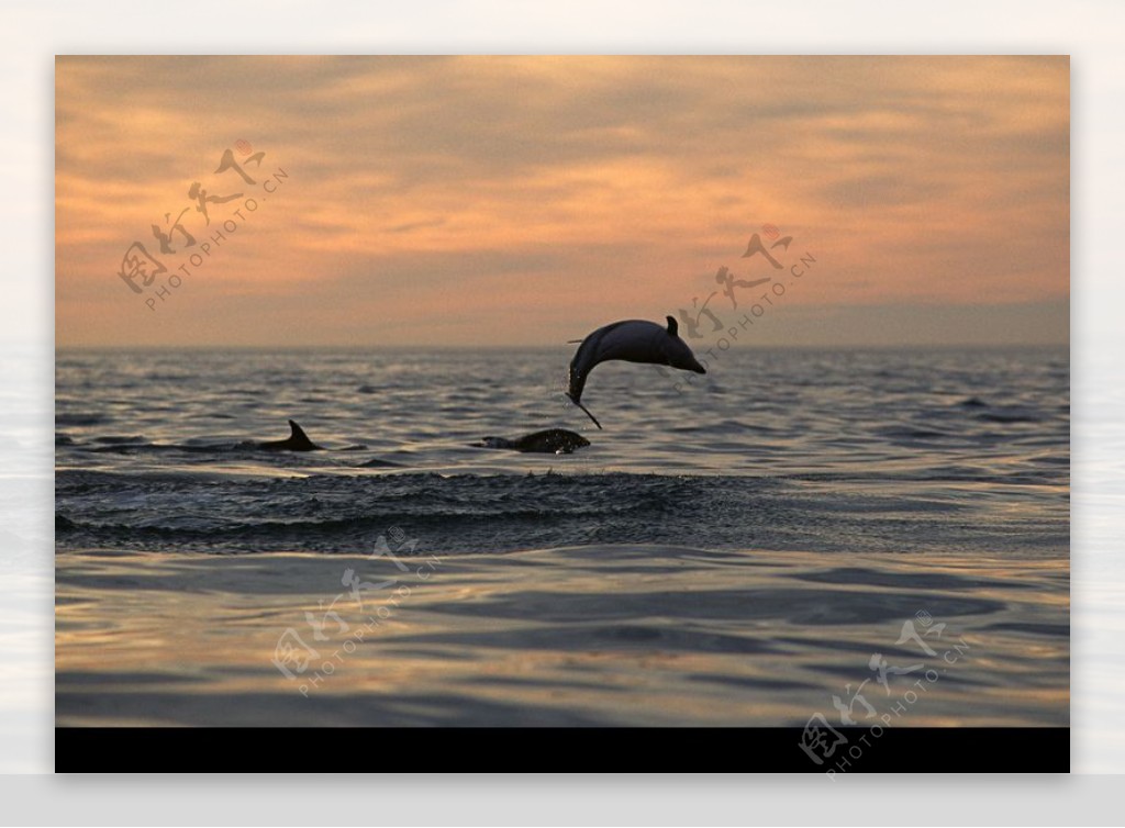 海豚鲸鱼企鹅0192