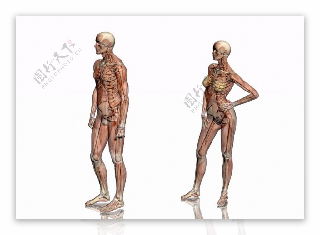 肌肉人体模型0111