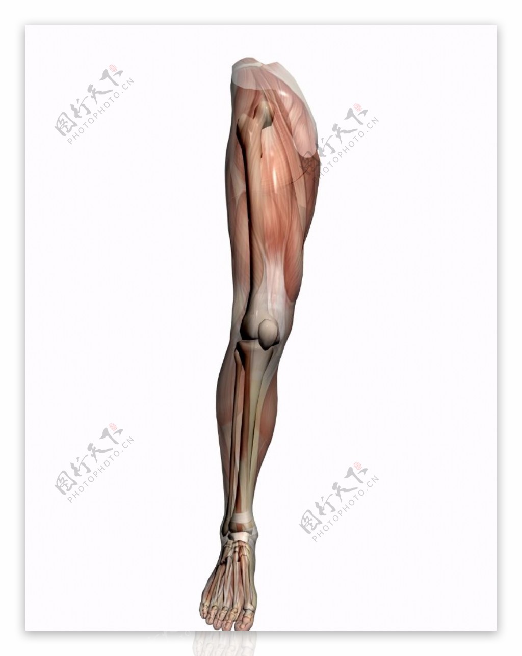 肌肉人体模型0161
