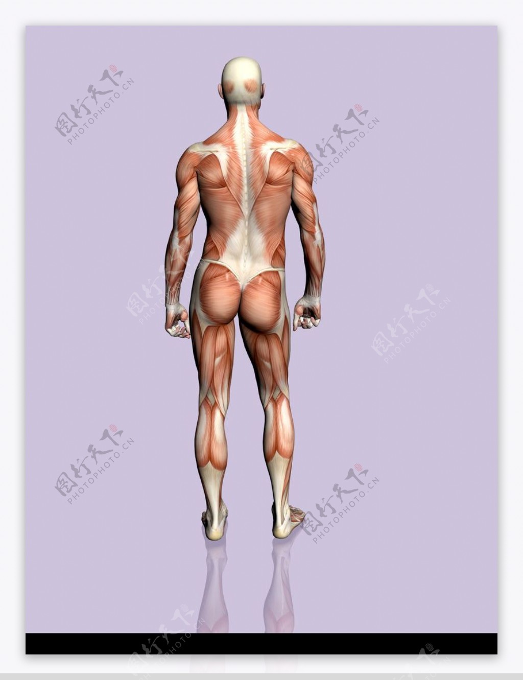 肌肉人体模型0043