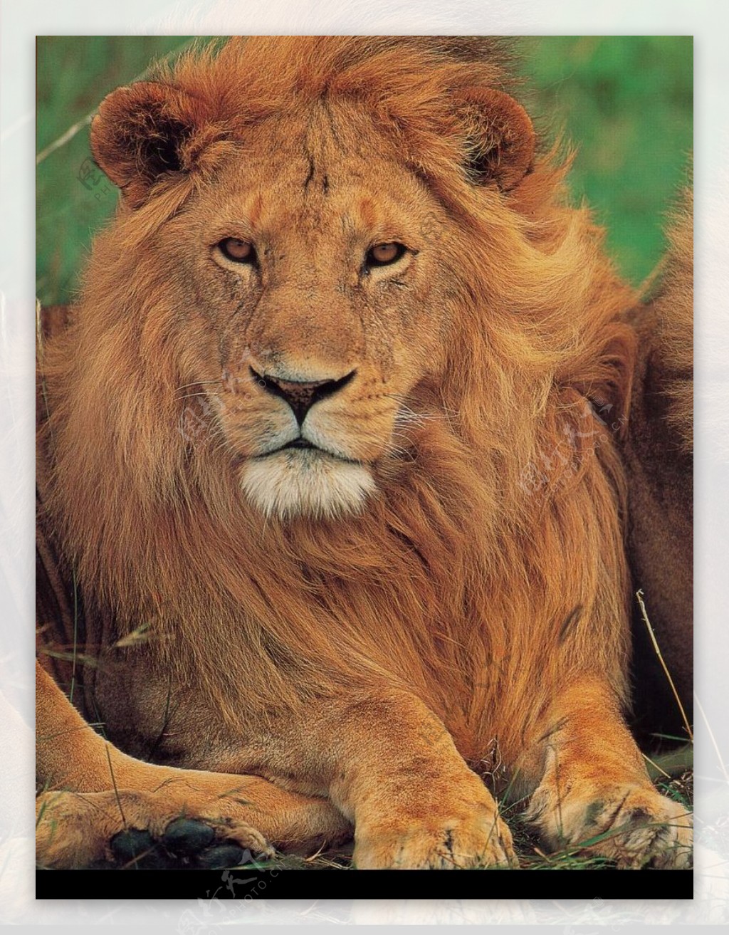 狮虎豹0449