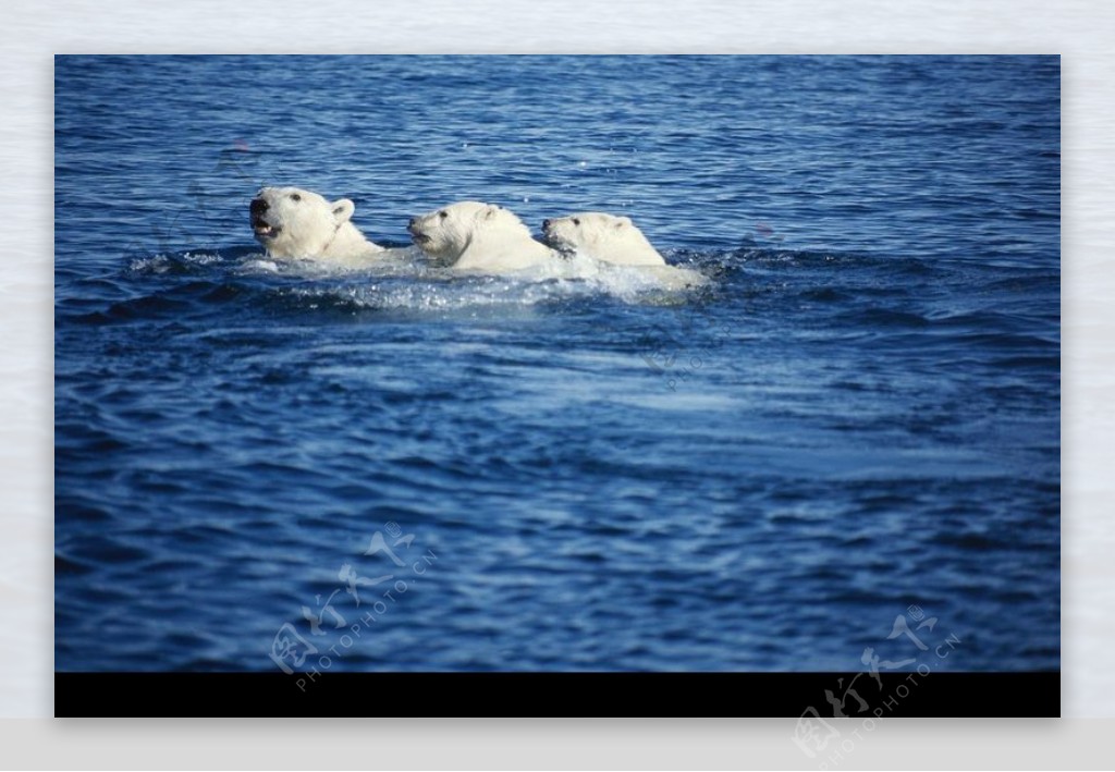 海狮冰雪熊0017
