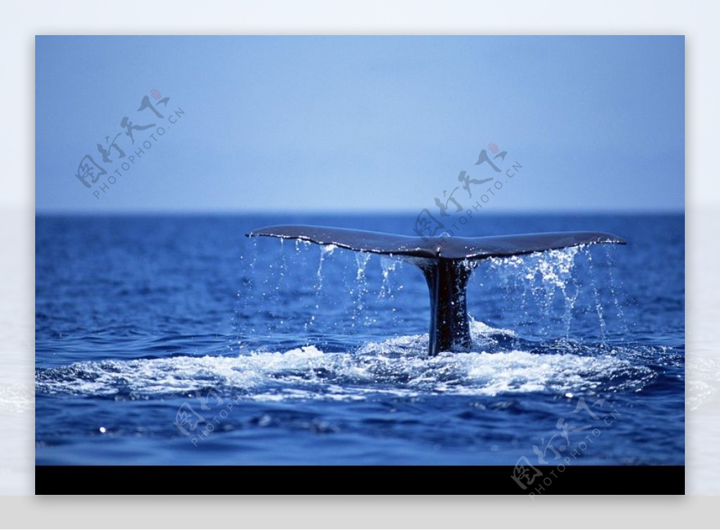 鲸鱼鲨鱼海豚0011