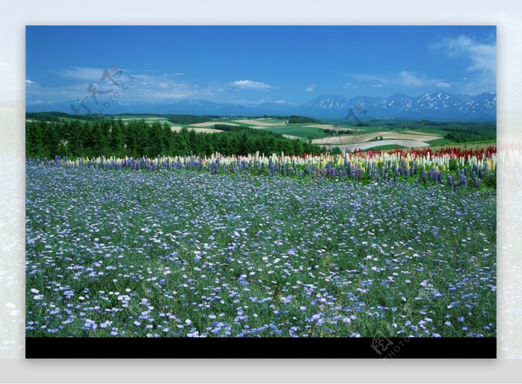 鲜花遍野0091