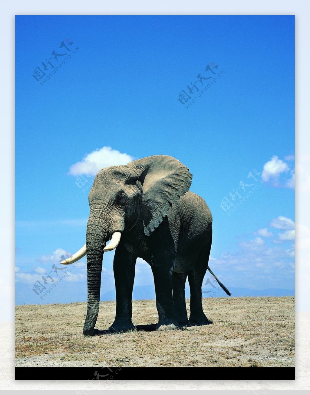 大象王国0078