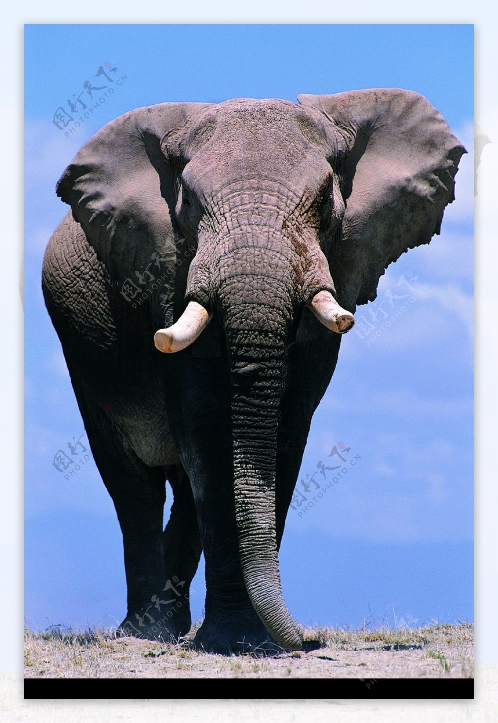 大象王国0257