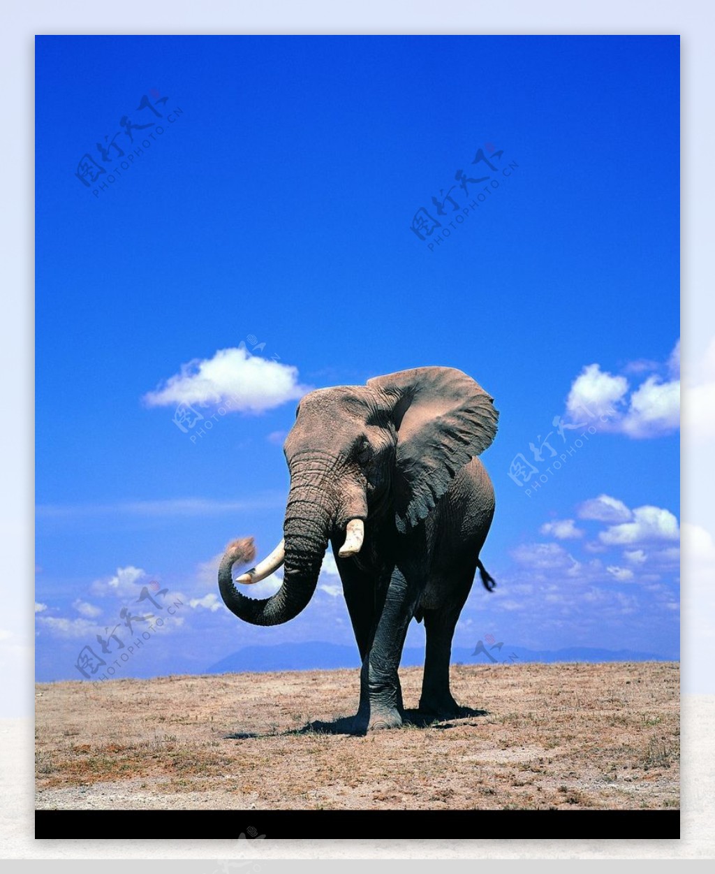 大象王国0260