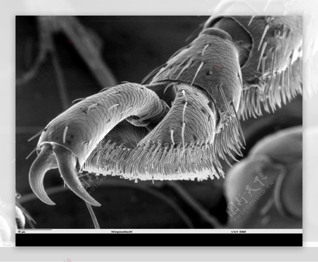昆虫显微镜图片0015