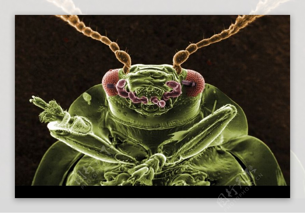 昆虫显微镜图片0016